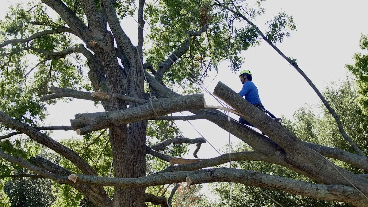 Professional Hazardous Tree Removal performed by certified arborists in Earling