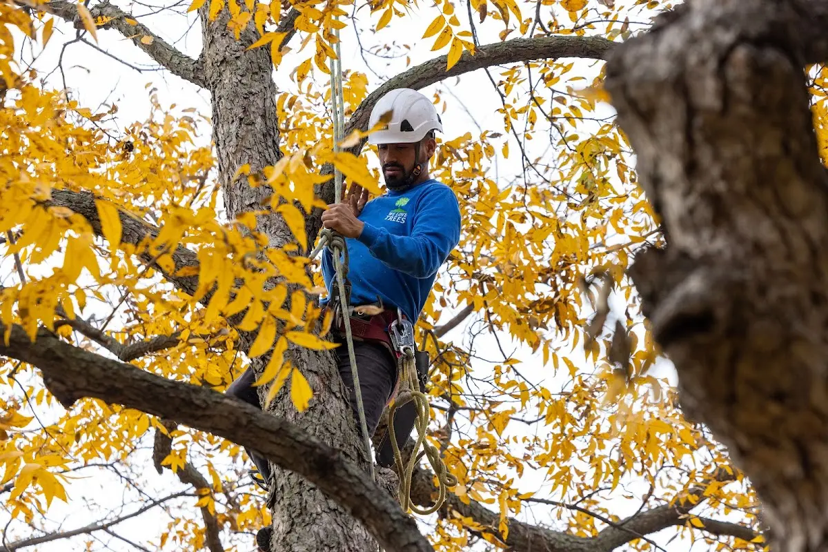 Skilled Tree Transplanting crew working in Earling